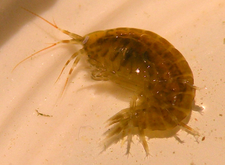 Crostacei dalle Saline di Cervia